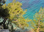 JustGreece.com Bomen tot at the zee near Kokkari (beach Tsamadou) - Island of Samos - Foto van JustGreece.com