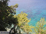 JustGreece.com Bomen tot at the water near Kokkari (beach Tsamadou) - Island of Samos - Foto van JustGreece.com