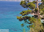 JustGreece.com Bomen totat the beach of Kokkari (Tsamadou) - Island of Samos - Foto van JustGreece.com