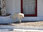 Fira Santorini (Thira) - Photo 44 - Photo JustGreece.com