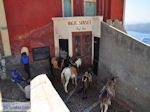 Fira Santorini (Thira) - Photo 70 - Photo JustGreece.com