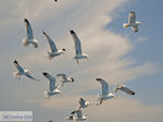 From Keramoti (Near Kavala) to Thassos | Greece | Photo 11 - Photo JustGreece.com