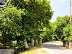 From Skala Maries to Maries | Thassos | Photo 4 - Photo JustGreece.com