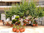 JustGreece.com Limenas  - Thassos town |Greece | Photo 1 - Foto van JustGreece.com