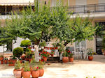 JustGreece.com Limenas  - Thassos town |Greece | Photo 2 - Foto van JustGreece.com