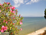 JustGreece.com Skala Sotiros | Thassos | Photo 7 - Foto van JustGreece.com