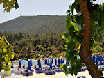 Makryammos - beach near Limenas (Thassos town) | Photo 3 - Photo JustGreece.com