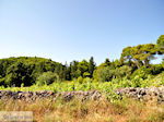 Agios Leon Zakynthos | Greece | Greece  nr5 - Photo JustGreece.com