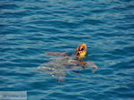 Caretta Caretta Laganas Bay | Greece | Greece  nr 5 - Photo JustGreece.com