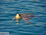 Caretta Caretta Laganas Bay | Greece | Greece  nr 10 - Photo JustGreece.com