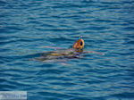 Caretta Caretta Laganas Bay | Greece | Greece  nr 12 - Photo JustGreece.com