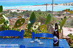 Elafonisi (Elafonissi) Crete - Greece - Photo 173 - Photo JustGreece.com