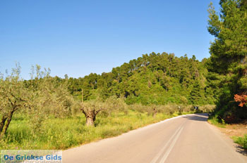 Ellinika North-Euboea | Greece | Greece  Photo 8 - Photo JustGreece.com