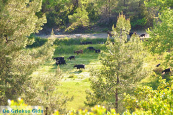 Noordoostkust Euboea | Greece | Photo 5 - Photo JustGreece.com