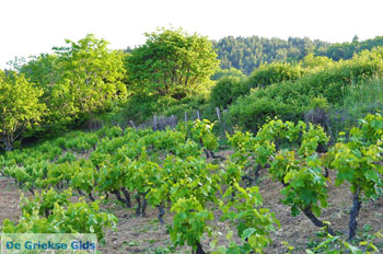 Agia Anna North-Euboea Druivengaarden | Greece | Greece  Photo 5 - Photo JustGreece.com