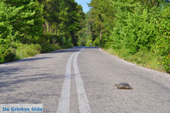 Schildpad over the weg in North-Euboea | Greece | Greece  - Photo JustGreece.com