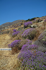 Folegandros - Island of Folegandros - Cyclades - Photo 185 - Photo JustGreece.com