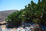 Folegandros - Island of Folegandros - Cyclades - Photo 186 - Photo JustGreece.com
