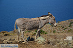Ano Meria Folegandros - Island of Folegandros - Cyclades - Photo 211 - Photo JustGreece.com