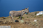 JustGreece.com Ano Meria Folegandros - Island of Folegandros - Cyclades - Photo 212 - Foto van JustGreece.com