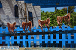 Ano Meria Folegandros - Island of Folegandros - Cyclades - Photo 222 - Photo JustGreece.com