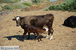 JustGreece.com Ano Meria Folegandros - Island of Folegandros - Cyclades - Photo 241 - Foto van JustGreece.com