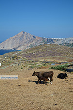 Ano Meria Folegandros - Island of Folegandros - Cyclades - Photo 242 - Photo JustGreece.com