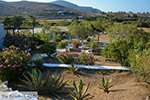 Livadi Folegandros - Island of Folegandros - Cyclades - Photo 279 - Photo JustGreece.com