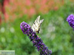 Vlinder in tuin hotel Porfyron in Ano Pedina Photo 1 - Zagori Epirus - Photo JustGreece.com