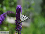 Vlinder in tuin hotel Porfyron in Ano Pedina Photo 2 - Zagori Epirus - Photo JustGreece.com