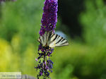 Vlinder in tuin hotel Porfyron in Ano Pedina Photo 4 - Zagori Epirus - Photo JustGreece.com