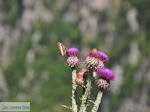 Vlinder on bloem Vikos gorge Photo 1 - Zagori Epirus - Photo JustGreece.com
