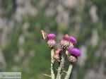 JustGreece.com Vlinder on bloem Vikos gorge Photo 1 - Zagori Epirus - Foto van JustGreece.com