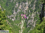 Vlinder on bloem Vikos gorge Photo 2 - Zagori Epirus - Photo JustGreece.com