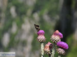 Vlinder on bloem Vikos gorge Photo 3 - Zagori Epirus - Photo JustGreece.com