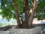 Ano Pedina foto4 - Zagori Epirus - Photo JustGreece.com