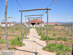 Ktima Livadioti Marathoussa Photo 005 | Mount Athos Area Halkidiki | Greece - Photo JustGreece.com