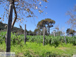 Mylopotamos | The Holly Mountain of Athos Photo 2 | Mount Athos Area Halkidiki | Greece - Photo JustGreece.com