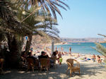 Vai Crete - Lassithi Prefecture - Photo 15 - Photo JustGreece.com