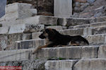 Zwervershond at the Propylaia of the Acropolis - Photo JustGreece.com