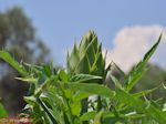 Een Kretenzische aubergine - Photo JustGreece.com