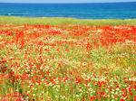 Prachtige  flowers uit Crete - Photo JustGreece.com