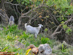 JustGreece.com Wild geitje near Eleftherna - Foto van JustGreece.com