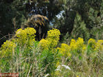 Spring in Evia, near Aedipos and Orei - Photo JustGreece.com