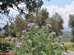 Paarse  flowers on Crete - Photo JustGreece.com