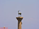 Rhodes town - Dodecanese - Greece Guide photo 26 - Photo JustGreece.com