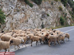 JustGreece.com Schapen on the weg between Perama and Anogia - Foto van JustGreece.com