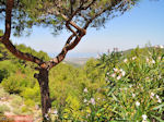 JustGreece.com Petaloudes - Valley of Butterflies Rhodes - Dodecanese Greece photo 6 - Foto van JustGreece.com