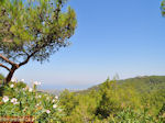 JustGreece.com Petaloudes - Valley of Butterflies Rhodes - Dodecanese Greece photo 7 - Foto van JustGreece.com