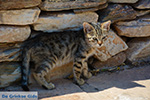 Agia Theodoti Ios - Island of Ios - Cyclades Greece Photo 277 - Photo JustGreece.com